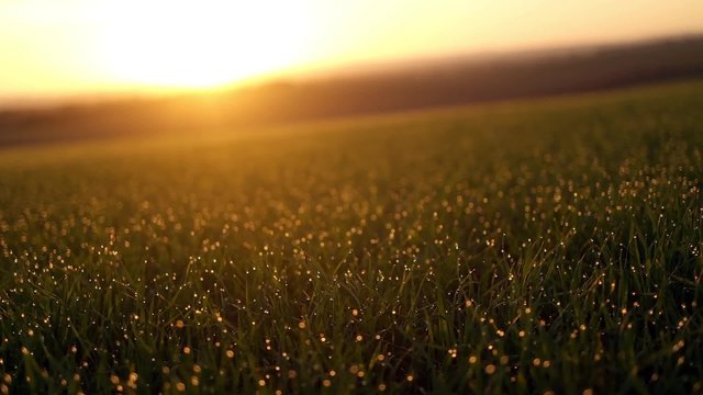 Grass with dew in the sunrise