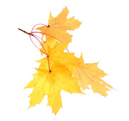Branch with autumn maple leaves, isolated on white