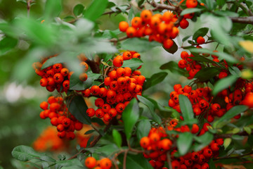 Ash berry tree closeup