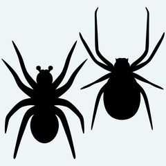 Set spider icon. Top,side and front view. Isolated on blue background. Vector silhouettes