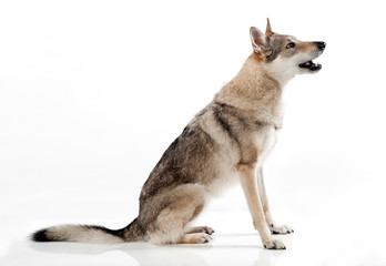 Czechoslovakian wolfdog sitting barking