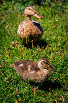 duckling and duck at the grass