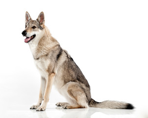 Czechoslovakian hybrid wolf dog - obrazy, fototapety, plakaty