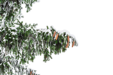 Fir branch in snow isolated on the white background
