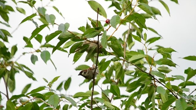 Sparrows twitter on green cherry tree branch
