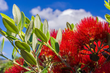 pohutukawa - New Zealand Christmas tree with red flowers - obrazy, fototapety, plakaty