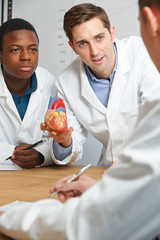 Teacher With Model Heart In Biology Lesson