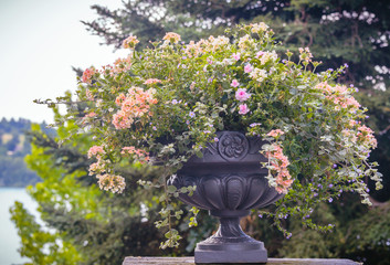  flower vase in garden