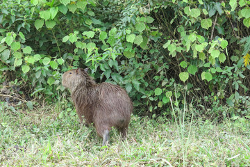 Naklejka na ściany i meble Capybara. Madidi Park. Bolivia