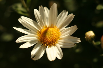 Chrysanthemum Flower autumn