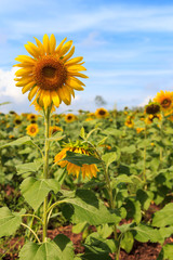 Beautiful sunflower in the field and blue sky