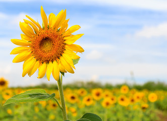 Beautiful sunflower in the field and blue sky