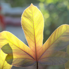 leaves in blurred background