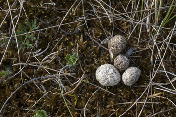 Obraz premium Crottes , Lièvre d'Europe, Lepus europaeus