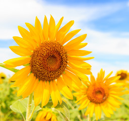 Obraz premium Beautiful sunflower in the field and blue sky