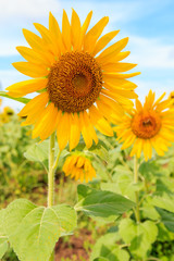 Beautiful sunflower in the field and blue sky