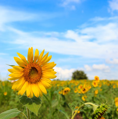 Beautiful sunflower in the field and blue sky