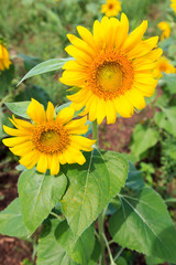 Obraz premium Beautiful sunflower in the field with green leaf background