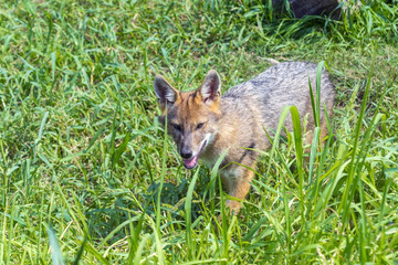 Young golden jackal (Canis aureus)