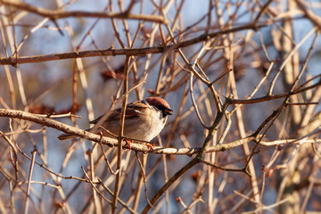 Sparrow on branch