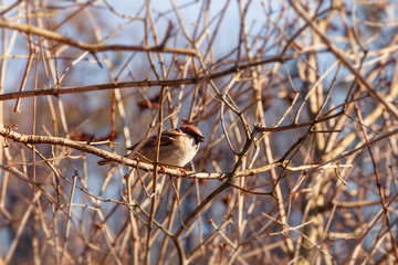 Sparrow on branch