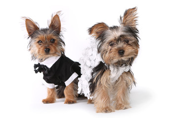 Bride and Groom Yorkshire Terrier Puppies on White