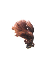 Red Siamese fighting fish on white background