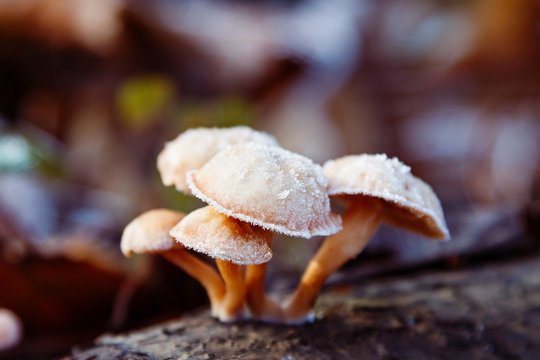 Wild mushroom covered with frost