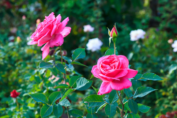 Pink roses with green leaf in the garden