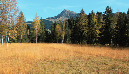 Herbstwiese in Tirol 