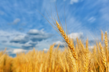 Wheat ear on a background of field and cloudy sky