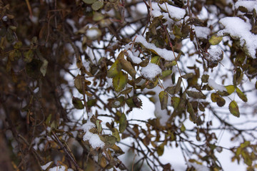 Dried bush with thorns in the white snow