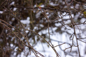 Dried autumn bush with sharp thorns