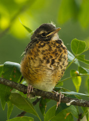 Young Robin