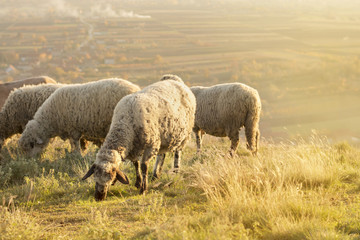 Group of sheep grazing grass on a beautiful field