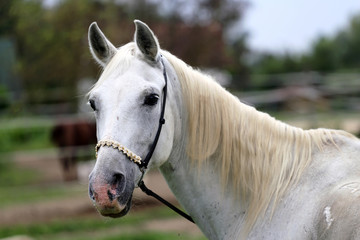 Obraz premium Beautiful head shot of an arabian horse at ranch
