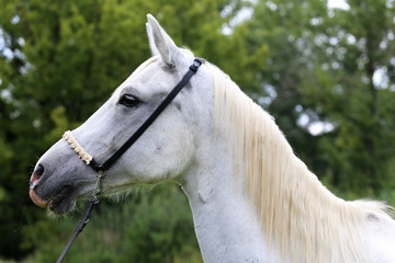 Side view portrait of a purebred young arabian horse