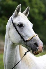 Fototapety  Widok z boku portret młodego konia arabskiego czystej krwi