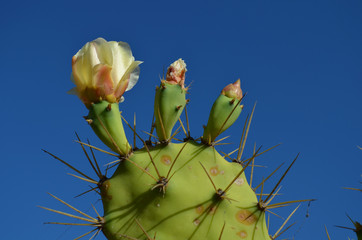 Opuntia cactus with flower