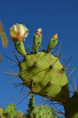 Opuntia cactus with flower