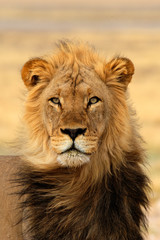 Fototapeta na wymiar Black mane lion