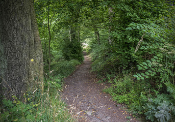 Fototapeta na wymiar Leafy woodland pathway
