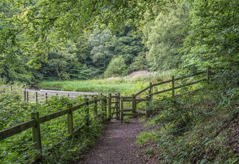 Leafy woodland pathway