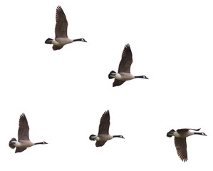 Canada Geese Flying on a White Background