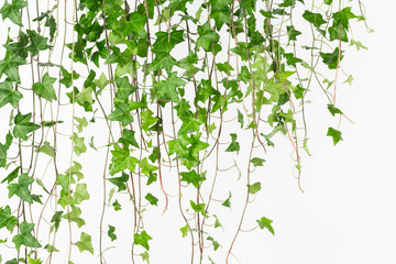 Curtain of draping green english ivy horizontal background