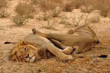 Lions sleeping