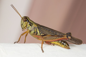 Grasshopper Melanoplus femurrubrum with a plain background