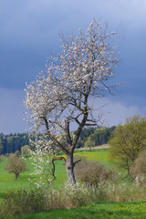 Fototapeta premium Frühling