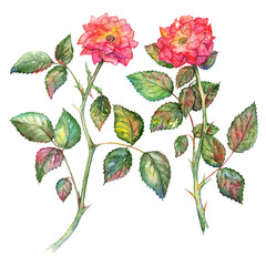 Pair of watercolor pink roses isolated clip art