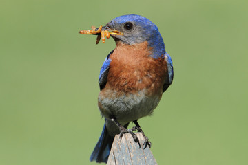 Eastern Bluebird